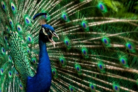 Pavo cristatus