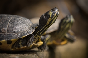 Trachemys scripta