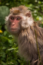 Macaca mulatta