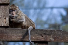 Macaca fascicularis