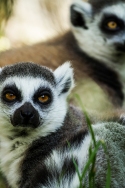 Lemur catta