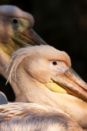 Pelecanus onocrotalus