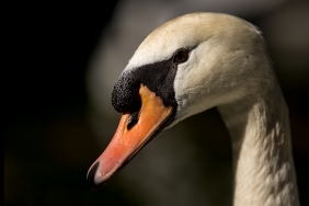 Cygnus olor