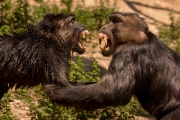 Bared teeth display