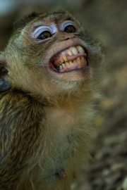 Bared teeth display