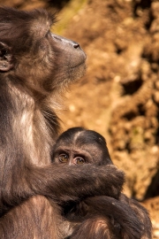 Infant with mother