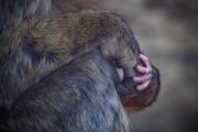 Infant with male partner