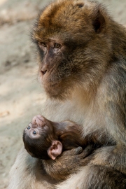 Infant with male partner