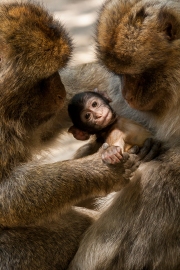 Infant with male partners