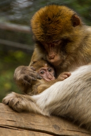 Infant with mother