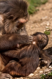 Infant with mother