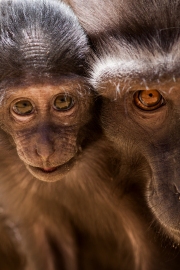 Infant with mother