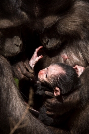 Infant with mother and female partner