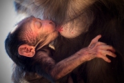 Infant with mother