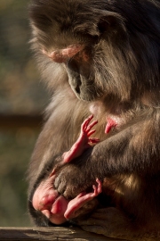 Infant with mother