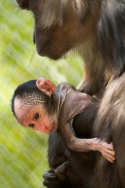 Infant with mother