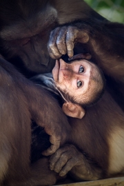 Infant with mother and female partner