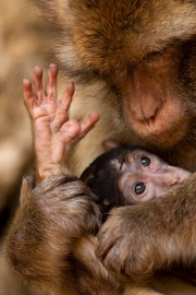 Infant with mother