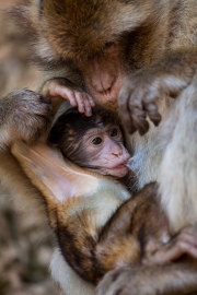 Infant with mother