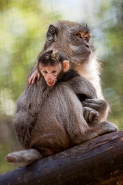 Infant with mother